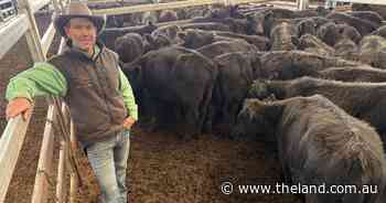 Mild winter boosts restocker demand at Tamworth store sale, with steer prices surging