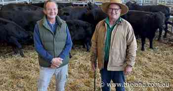 'It didn't matter what was being sold': small yarding brings big prices at Forbes