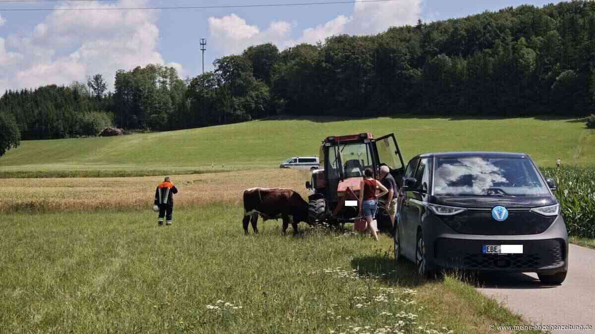 Feuerwehr jagt Rinder: Tierischer Einsatz bei Aßling