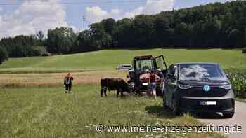 Feuerwehr jagt Rinder: Tierischer Einsatz bei Aßling