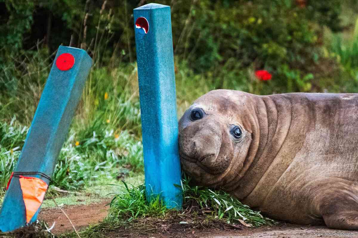 «Neil the Seal»: Wenn Fan-Liebe für Tiere zur Gefahr wird