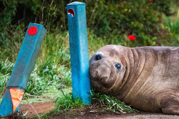 «Neil the Seal»: Wenn Fan-Liebe für Tiere zur Gefahr wird