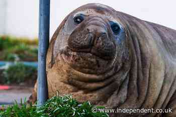Bad boy elephant seal Neil wreaks havoc across Tasmania sparking public safety fears