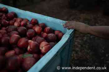 A California farmer gives away free nectarines amid a dispute over exclusive rights, in photos