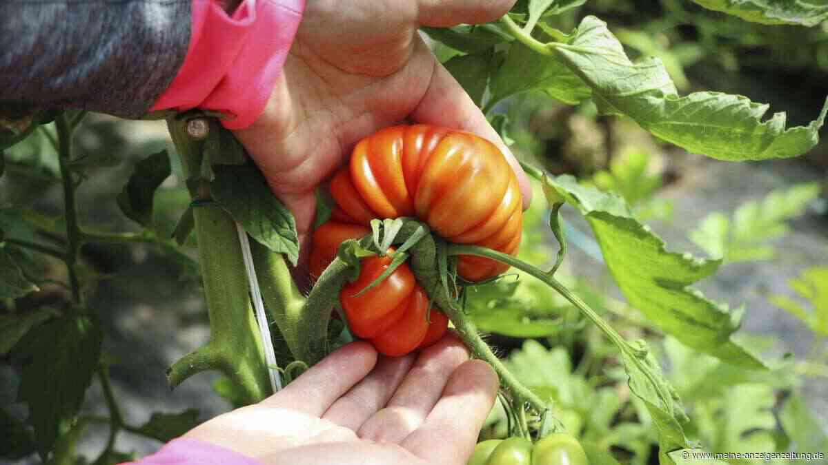 Tomaten bei Hitze einfach nicht gießen? Ein Experte erklärt, wann die Methode wirklich funktioniert