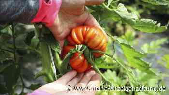 Tomaten bei Hitze einfach nicht gießen? Ein Experte erklärt, wann die Methode wirklich funktioniert