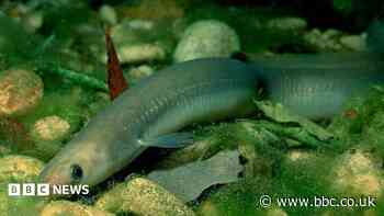 Thousands of fish killed in park pollution mystery