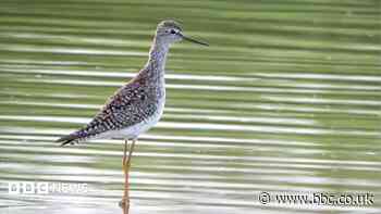 Rare American bird seen in Jersey for first time