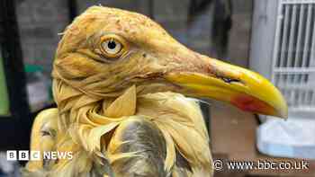 Alarm after herring gulls found covered in oil