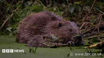 How west London beavers are tackling flooding