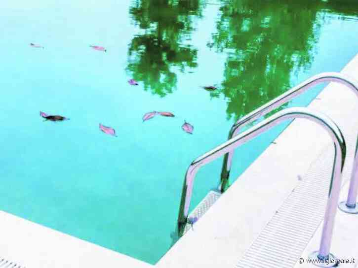 Scavalca la recinzione e si tuffa di notte nella piscina pubblica: muore 28enne peruviano