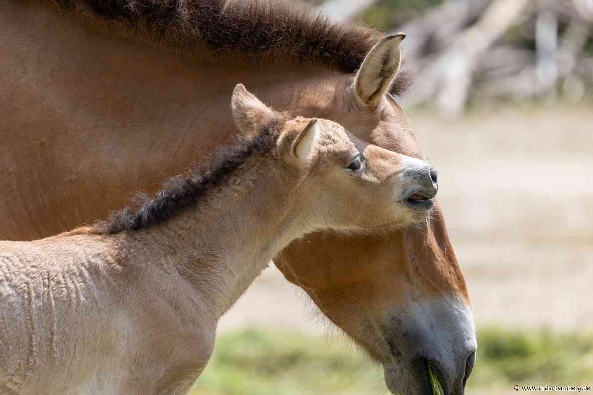Nachwuchs bei letzten echten Wildpferden in Münchner Zoo
