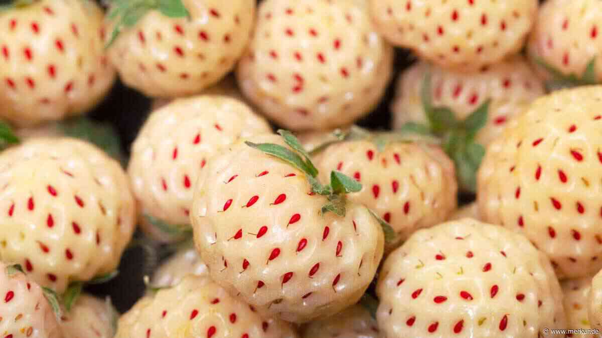 Ananas-Erdbeeren: Warum die weißen Früchte ein Geheimtipp für Allergiker sind
