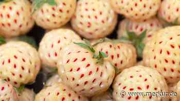 Ananas-Erdbeeren: Warum die weißen Früchte ein Geheimtipp für Allergiker sind