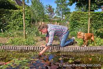 Je eigen groene oase: in 7 stappen naar een ’levende’ tuin