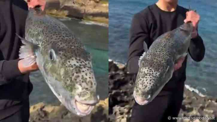 “Se uno di loro ti morde ti stacca un dito. Non lasciano nulla dietro di se”: è allarme per il pesce palla velenoso Lagocephalus sceleratus, il nuovo incubo del Mediterraneo