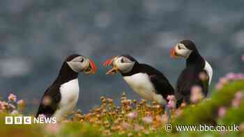 Island seabird numbers soar after rats eradicated