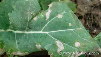 Spore Scout results reveal widespread light leaf spot