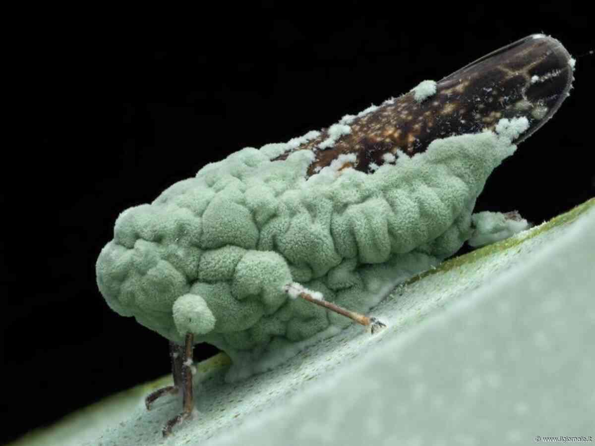 Metarhizium robertsii: una ricerca svela la dieta del fungo killer che sembra uscito da un horror