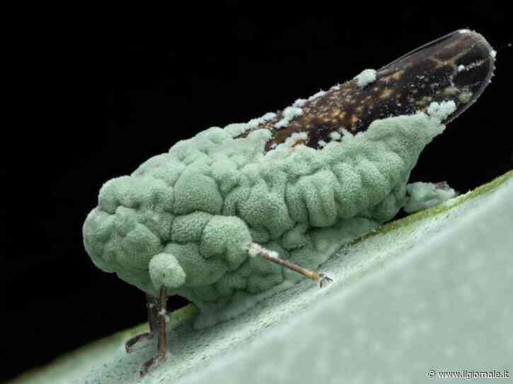 Metarhizium robertsii: una ricerca svela la dieta del fungo killer che sembra uscito da un horror