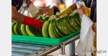 Ecuadoraanse bananensector boekt sterke groei in EU in eerste vijf maanden van 2026