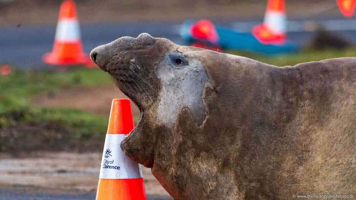 See-Elefant Neil sorgt in Tasmanien für Chaos – Fans bringen sich und ihn in Gefahr
