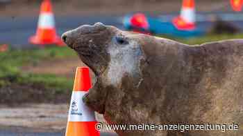 See-Elefant Neil sorgt in Tasmanien für Chaos – Fans bringen sich und ihn in Gefahr