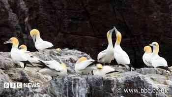 Gannet colonies could take 15 years to recover from bird flu