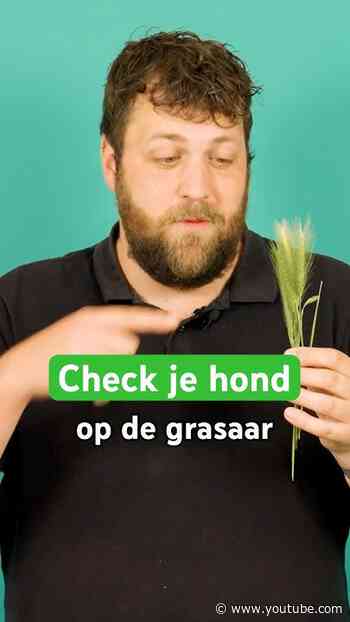 Gevaar in de berm voor je hond! 🌾