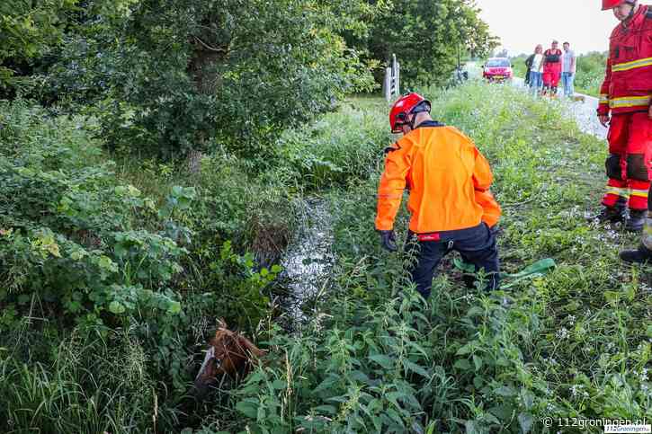 Paard te water langs fietspad naar Leekstermeer: brandweer schiet te hulp