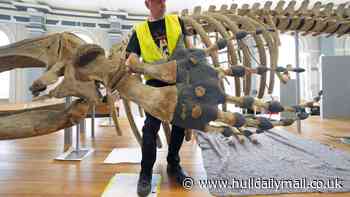 Visitors to be able to crawl inside whale’s ribcage as 119-year-old skeleton is returned to Hull Maritime Museum