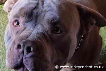 Pit bull on the loose after killing pet and injuring man in ‘nightmare’ attack
