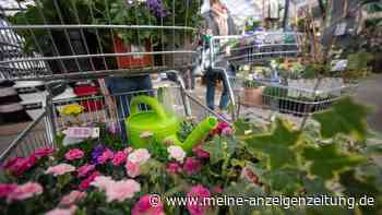 „Anhaltend schwierige Marktentwicklung“: Gartencenter-Kette geht in die Insolvenz