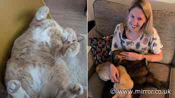 'A dog ripped my cat to pieces in my own home - but police are powerless'