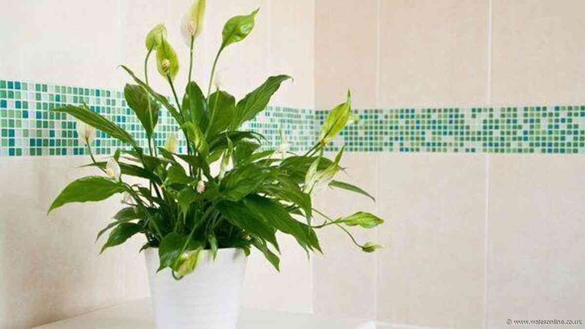 Peace lilies will produce more blooms if you move them to one specific room