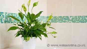 Peace lilies will produce more blooms if you move them to one specific room