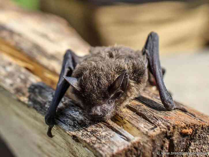 Ontario boy died after a bat sat on his face. There were no visible bites
