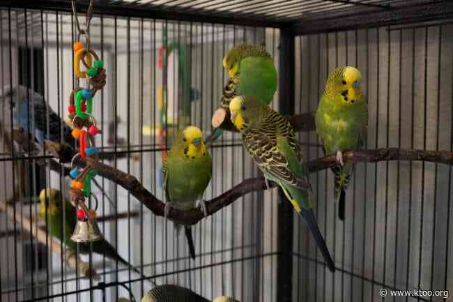 Fostering 48 parakeets: Alaska’s senior boom strains bird rescue groups