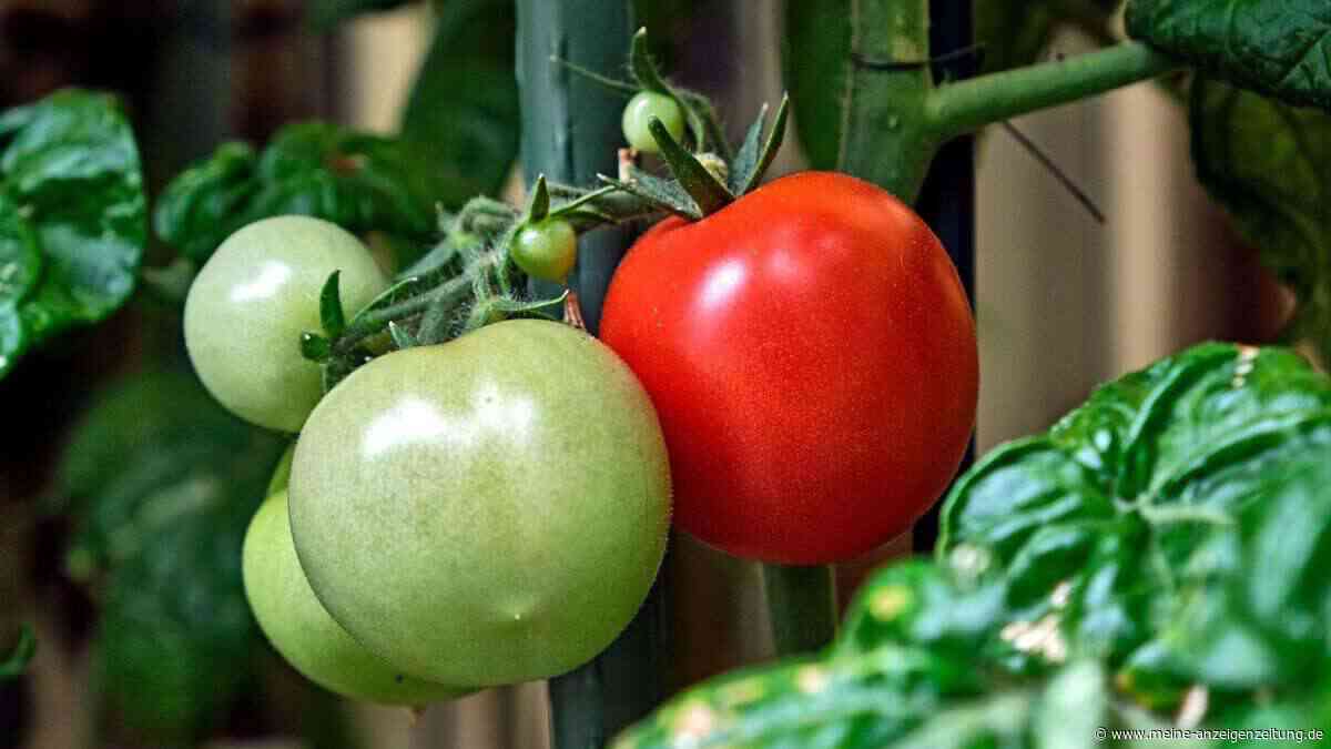 Tomaten-Bewässerung: der perfekte Zeitpunkt und die beste Methode