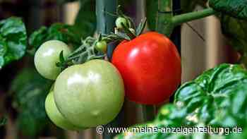 Tomaten-Bewässerung: der perfekte Zeitpunkt und die beste Methode