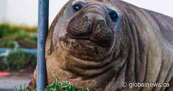 Meet Neil, the 1-ton seal going viral for destroying cars in Australia