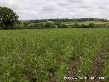 Beans and lentils could help future-proof UK farming, study says