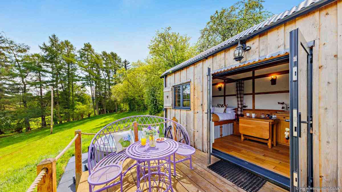 Summer prices cut on 'stunning' Brecon holiday cabin amid sheep and mountains