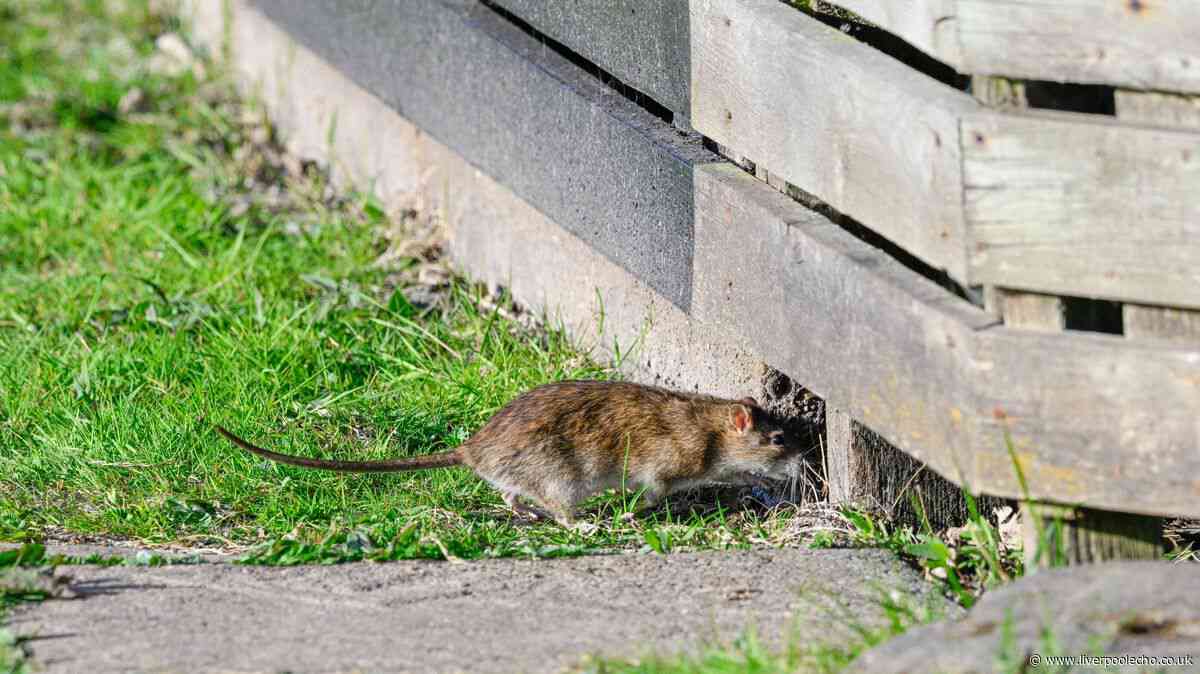 Rats will run a mile when you plant certain flowers in the garden