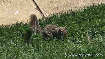 Terrifying 'zombie squirrels' carrying deadly virus invade Americans' backyards