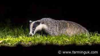 Badger cull among options in NI bovine TB consultation