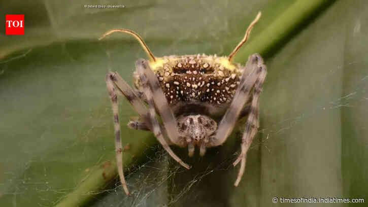 Scientists found a spider in the Amazon that looks like a parasitic fungus so perfectly they first mistook it for a mushroom