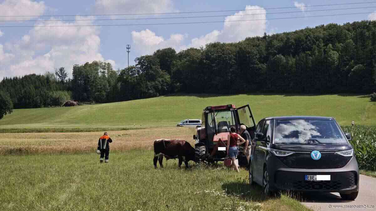Feuerwehr jagt Rinder: Tierischer Einsatz bei Aßling