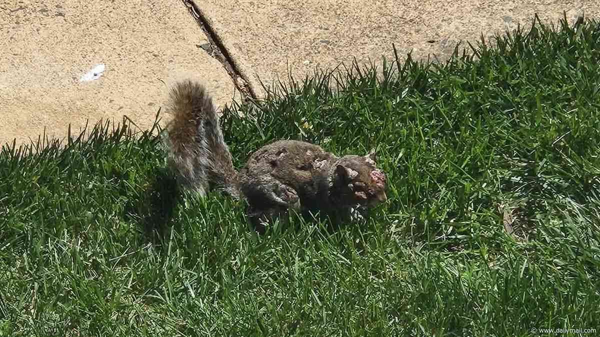 'Zombie squirrels' carrying deadly virus are appearing in neighborhoods across America