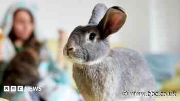 Politician's call for training courses for rabbit owners labelled 'hare-brained'
